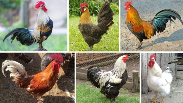 kakas